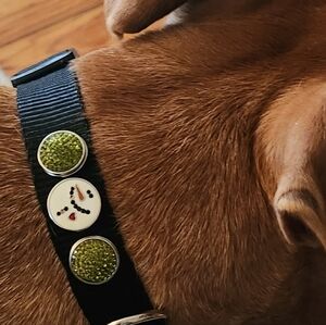 Stylish Black Pet Collar with Green Accents